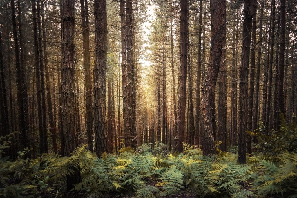 Forest